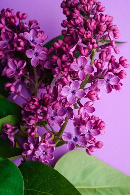 Fliederstraußblumen mit Blättern auf minimaler violetter Wand, Kopierraum der Draufsicht