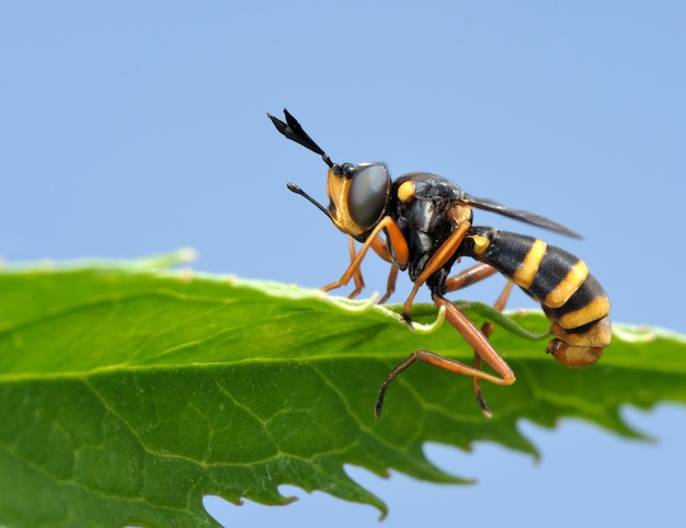 Fliege am Blatt