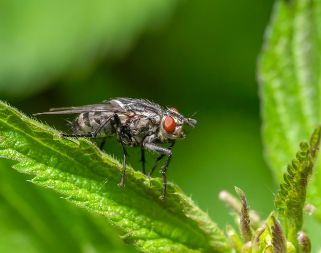 Fliege auf Brennnesselblatt