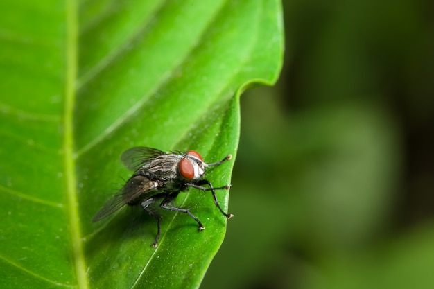 Fliege auf dem Blatt