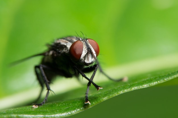 Fliege auf dem Blatt