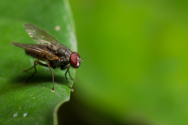 Fliege auf dem Blatt