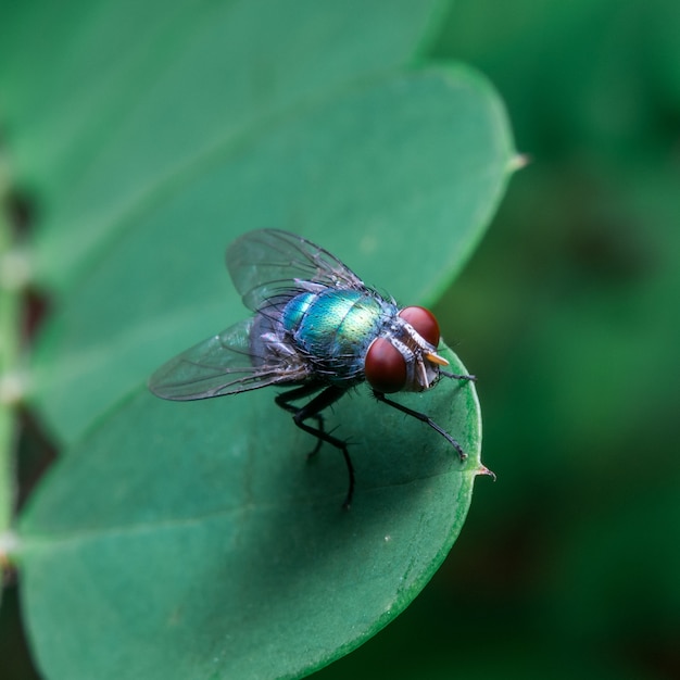 Fliege auf dem Blatt