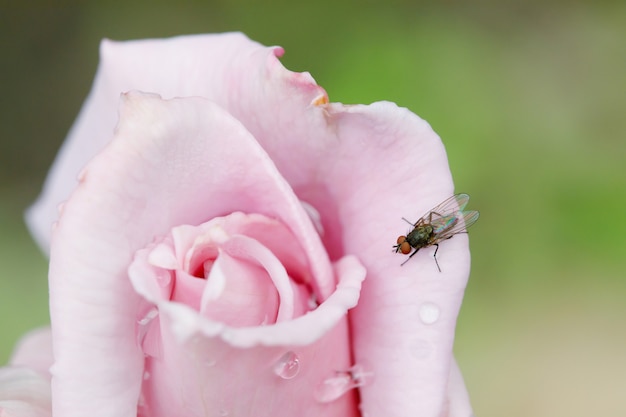 Fliege auf rosa Rosenblume