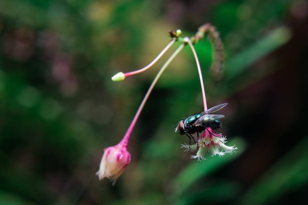 Fliege auf roter Blume