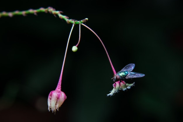 Fliege auf roter Blume