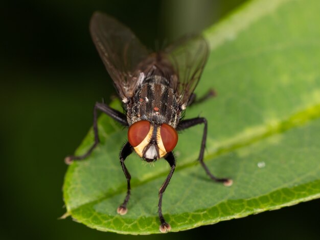 Foto fliege der unterordnung brachyceran