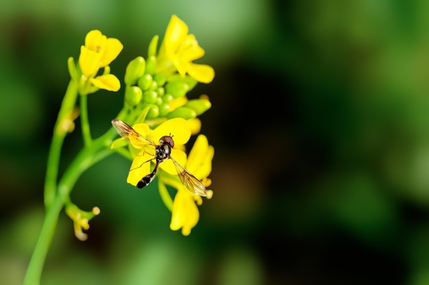 Fliege sitzt auf Blumen