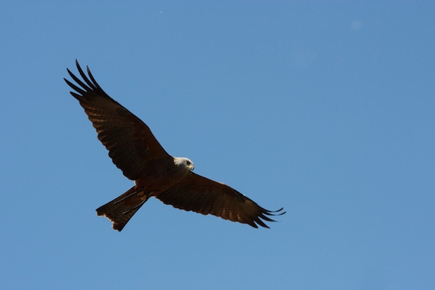 Fliege wie ein Vogel