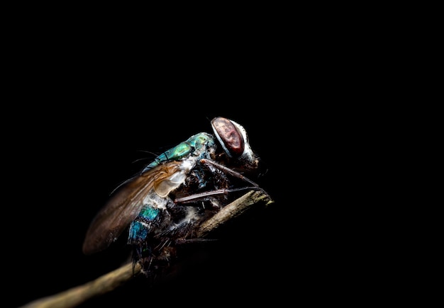 Fliegen Insektenkadaver auf schwarz