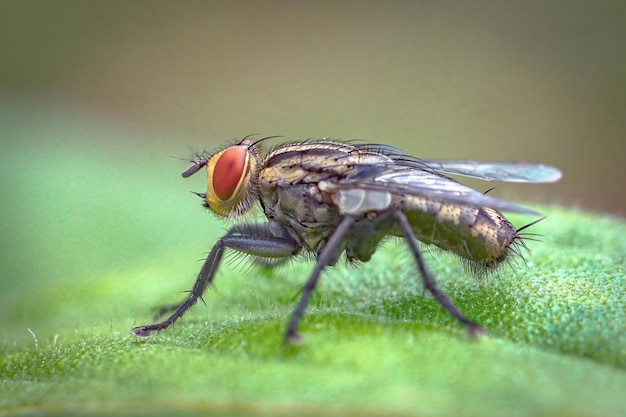 fliegen Nahaufnahme Makro Premium-Foto