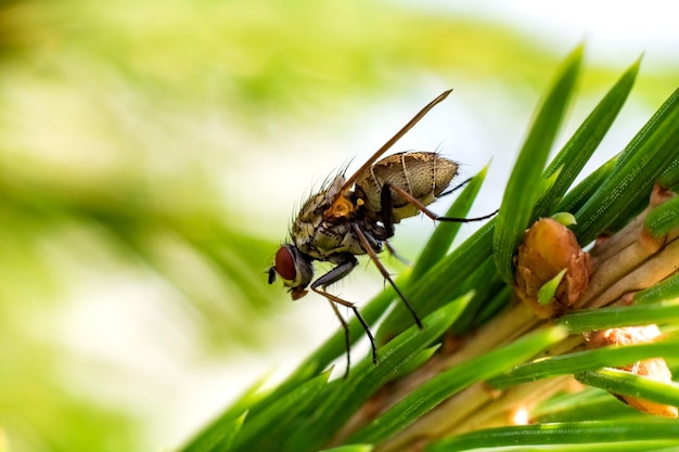 Fliegen Sie auf einem Fichtenzweig aus nächster Nähe