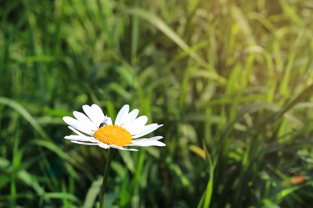 Fliegen Sie auf Gänseblümchen-Blume Kamille isoliert grünes Gras Hintergrund Textfreiraum Selektiver Fokus Makro