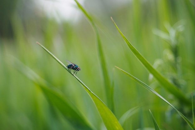 Fliegen Sie auf Gras