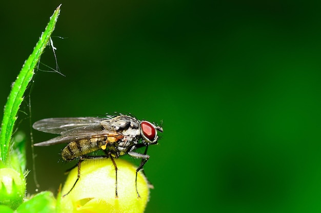 Fliegen Sie aus der seitlichen Makroansicht