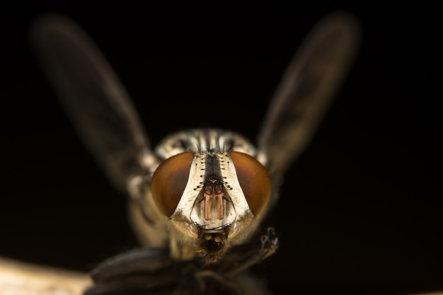 Fliegen Sie Makrofokus auf Auge