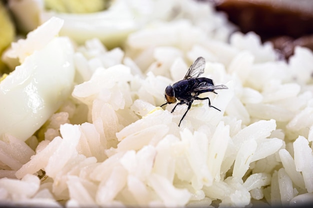 Fliegen Sie über Reis, Insektenfoto über Essen, schlechte Hygiene