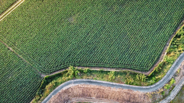 Fliegen Sie über Solarzellenfarm neben der Natur Grüne Farm um ein großes industrielles Fabrikgelände herum Solarfarmen erzeugen erneuerbare Energie für die Industrie