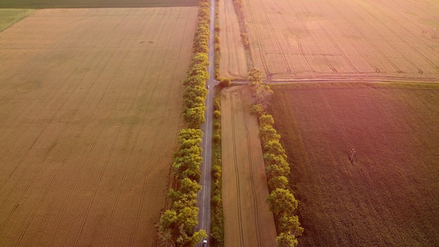 Fliegen über das Feld des gelben reifen Weizens während der Sonnenblendung im Morgengrauen