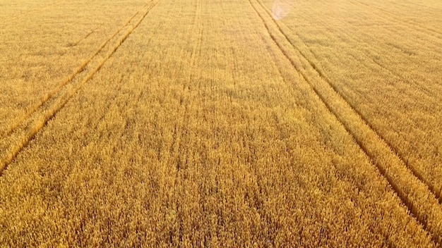 Fliegen über das Feld des gelben reifen Weizens während des Sonnenuntergangs im Morgengrauen.