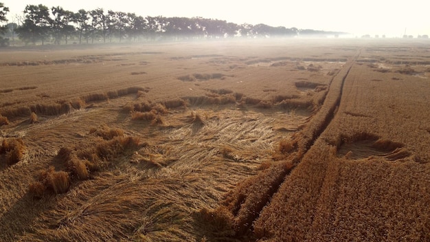 Fliegen über ein Weizenfeld an einem frühen Sommermorgen.