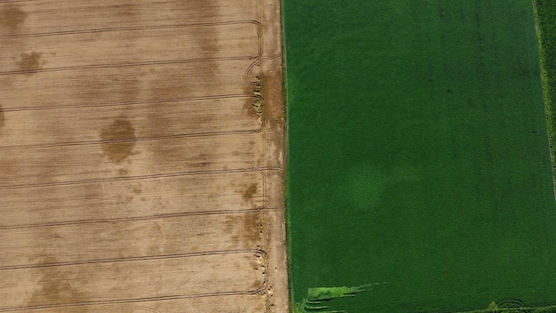 Fliegen über Hälften gelber Weizen und feldgrüne landwirtschaftliche Pflanzen landwirtschaftliche Felder mit reifem Cro