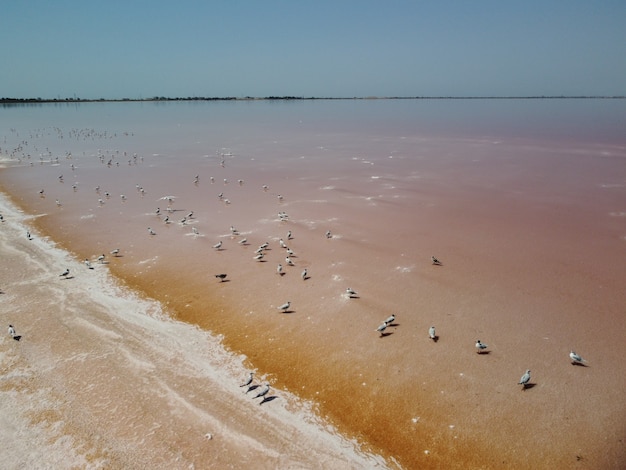 Fliegen über Möwen an rosa Salzsee-Salzproduktionsanlagen Salzverdampfungsteich in salzig