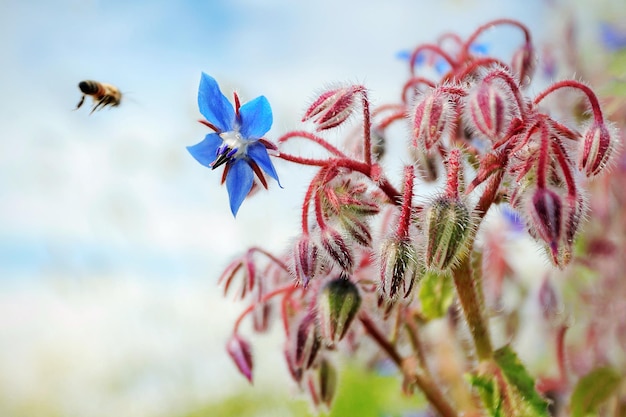 Foto fliegen von bienen nach pflanzen