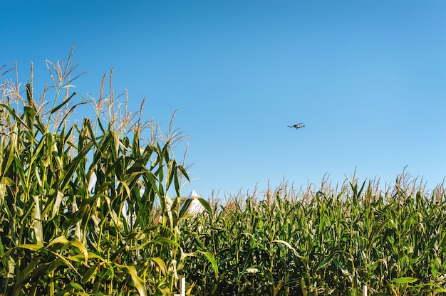 Fliegende Drohne über Maisfeld. Konzept Drohnenumfrage in der Landwirtschaft