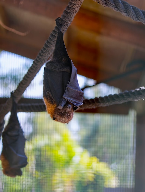 Fliegende Fledermäuse kopfüber in einem Käfig hinter Glas, um Tiere zu schützen. vertikales Foto von Vampire Flying Fox, das am Seil hängt und die Kamera sieht, ist hinter Glas gesperrt. Fledermaus ist der Überträger des Coronavirus