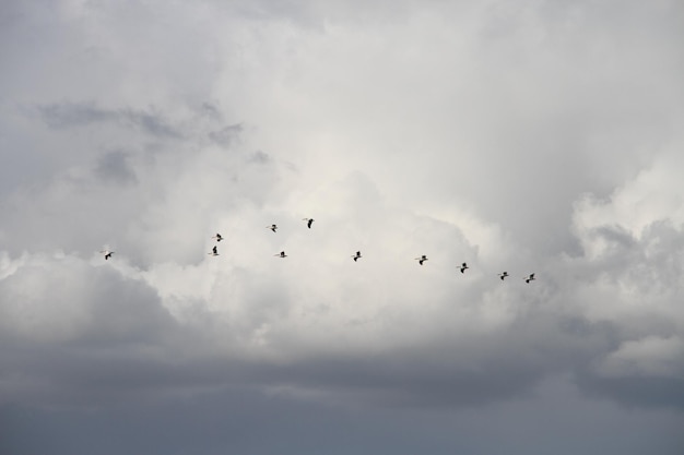 Fliegende Gänse im San Joaquin Wildlife Preserve, Kalifornien