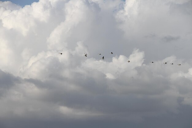 Fliegende Gänse im San Joaquin Wildlife Preserve, Kalifornien