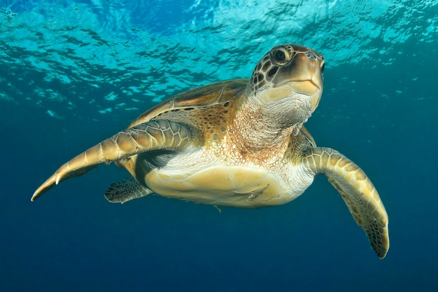 Fliegende grüne Schildkröte im Blau