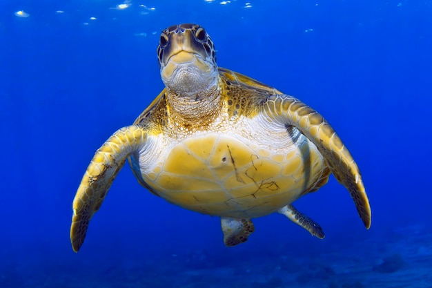 Fliegende grüne Schildkröte