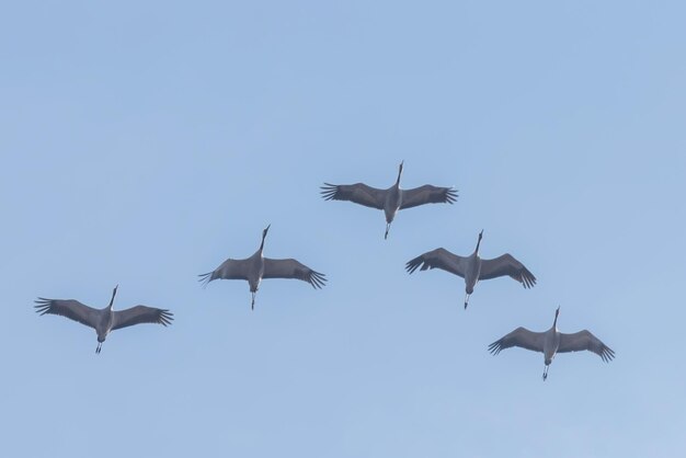 Fliegende Herde von Kranichen (Grus Grus) im Flug