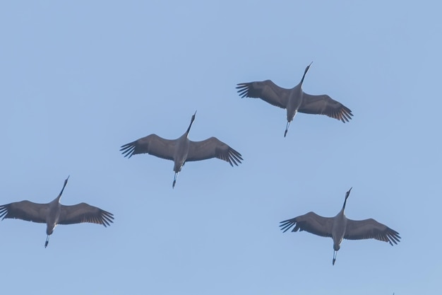 Fliegende Herde von Kranichen (Grus Grus) im Flug