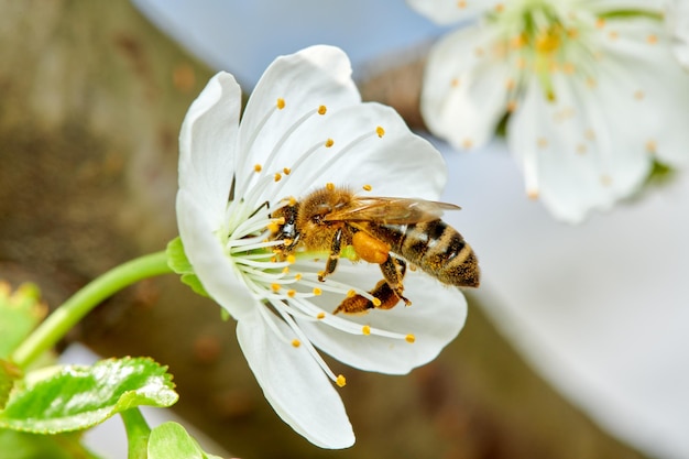 Fliegende Honigbiene, die Bienenpollen von der Apfelblüte sammelt Biene, die Honig sammelt