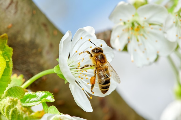 Fliegende Honigbiene, die Bienenpollen von der Apfelblüte sammelt Biene, die Honig sammelt