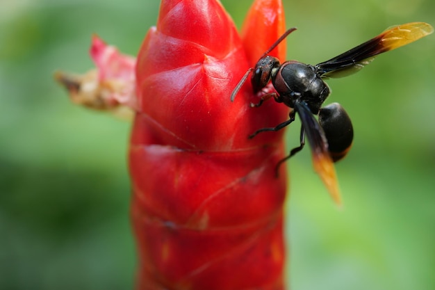 Fliegende Honigbiene, die Pollen an der roten Blume sammelt