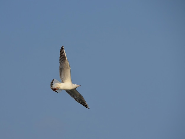 Fliegende Möwe, die mit offenen Flügeln am blauen Himmel über uns schwebt