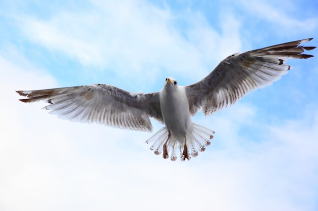 Fliegende Möwe in der Himmelsnahaufnahme