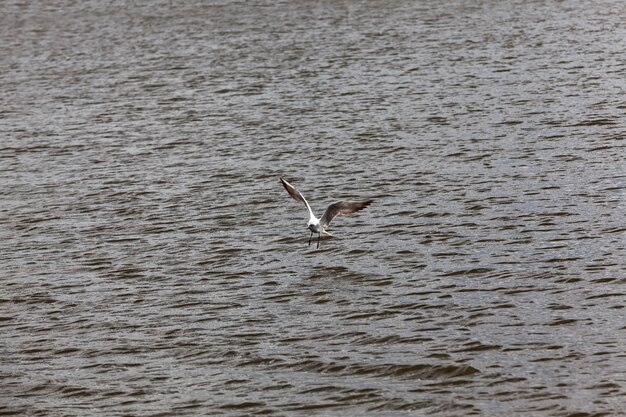 Fliegende Möwe über den See im Sommer