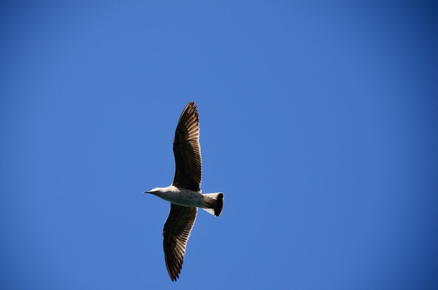 Fliegende Möwe und blauer Himmel