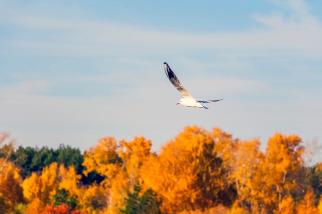 Fliegende Möwen im blauen Himmel an einem sonnigen Tag