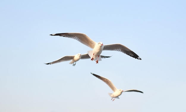 fliegende Möwen im Himmel