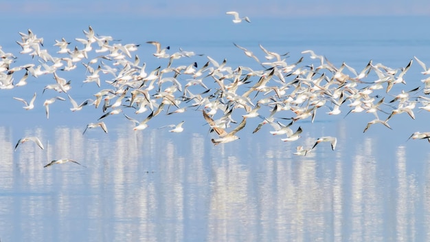 Fliegende Möwen, Schwarm Möwen im Flug, Reflexion im Wasser