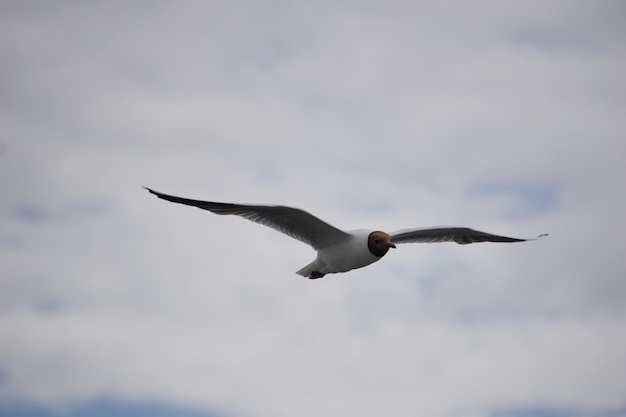 Fliegende schwarze und weiße Möwe