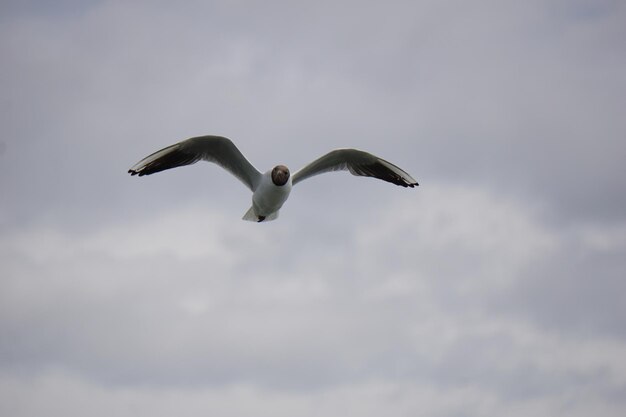 Fliegende schwarze und weiße Möwe