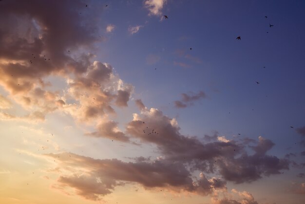 Fliegende Vögel am Himmel