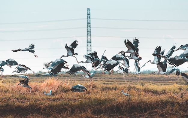 Fliegende vögel in der natur